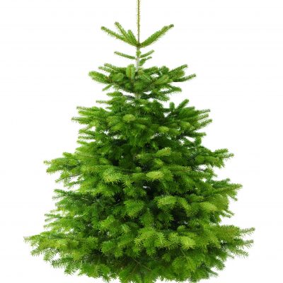 Nordmann Fir Tree